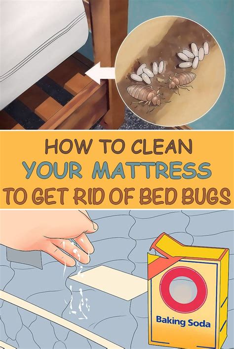 how to wash fake leather bags bed bugs|bed bugs in mattress.